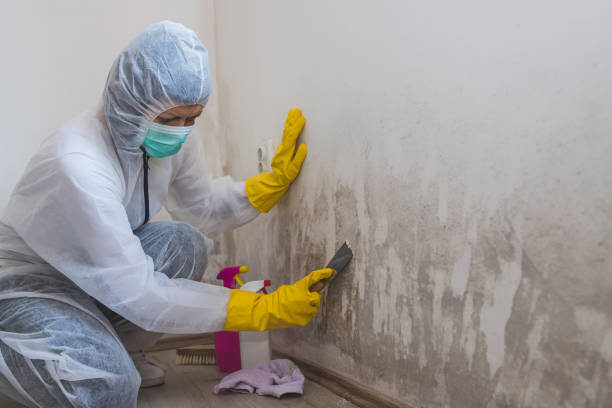 Best Crawl Space Mold Remediation  in Belmont, PA